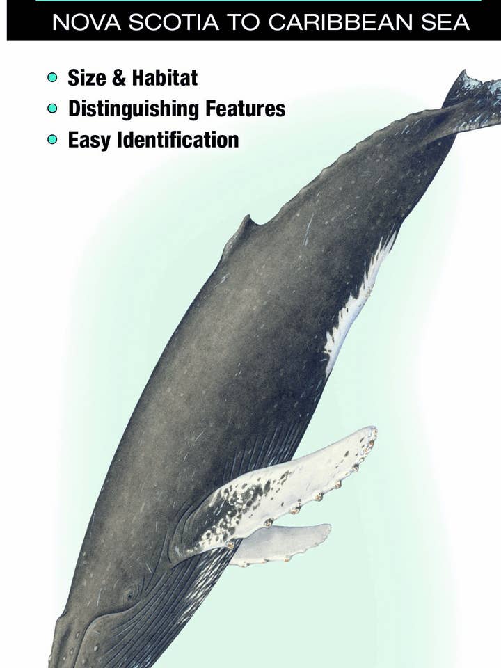 Balene, delfini e focene dell'Atlantico e della costa del Golfo per la vendita all'ingrosso da parte di Quick Reference Publishing, Inc