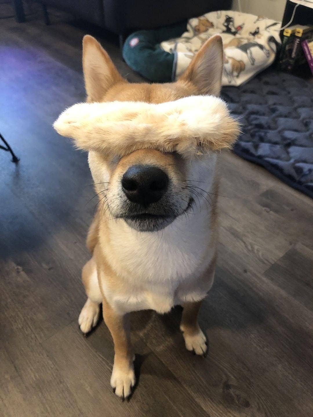 Naked Beasts, Inc. - Wholesale Pet Treats - Dog - Rabbit Feet10