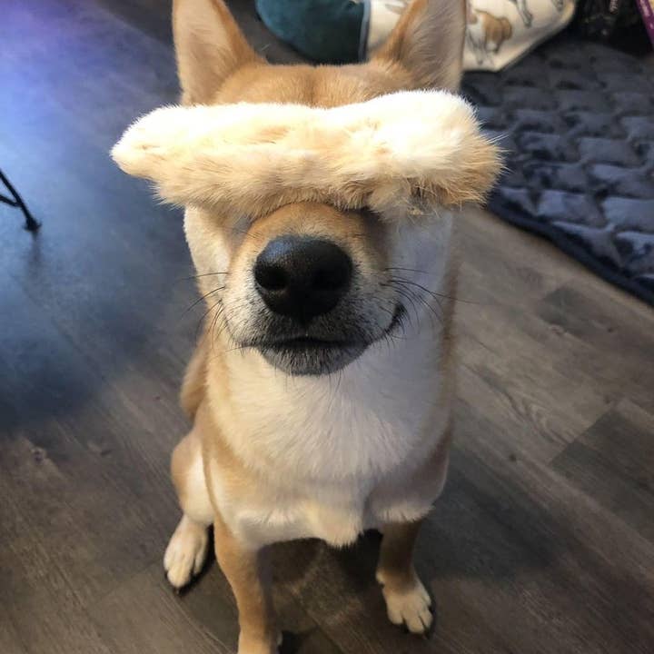 Naked Beasts, Inc. - Wholesale Pet Treats - Dog - Rabbit Feet10