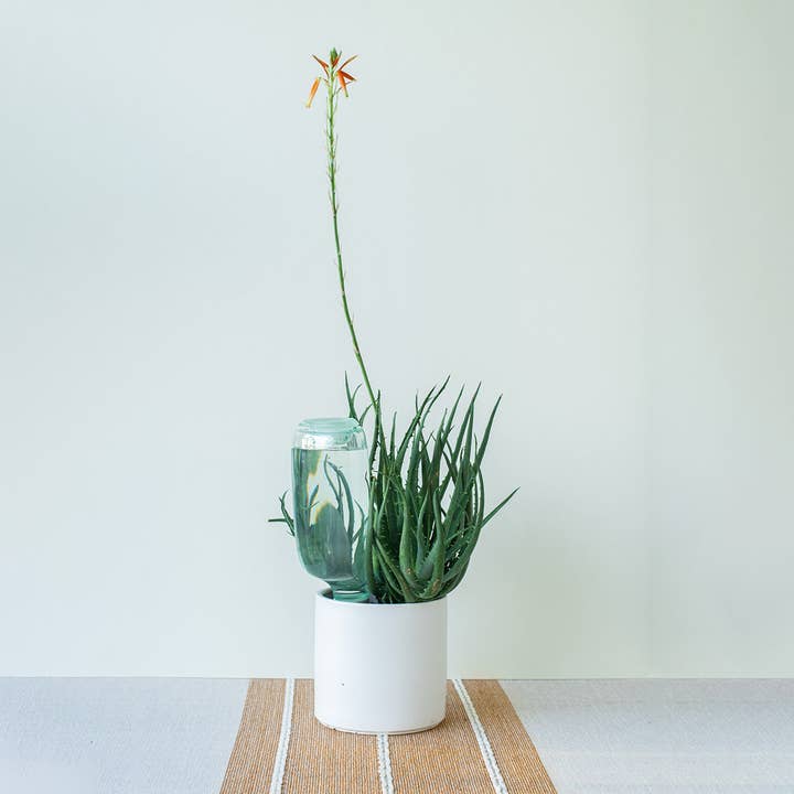 Cowbell Plant Co. - Wholesale Garden Tool - Cowbell Mini Self-Watering Plant Care Kit (250mL)2