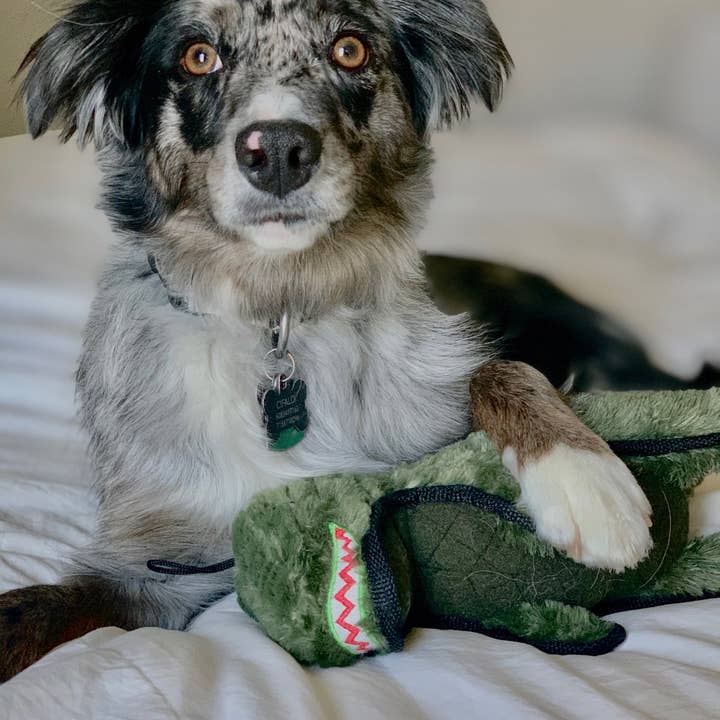 Steel Dog USA LLC – wholesale Pet plush toy – Dog – Ruffian Dino T-Rex