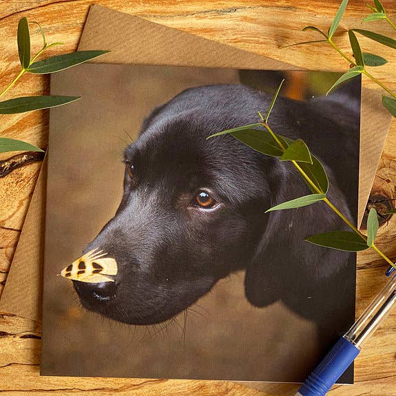 Nee, ik heb nog geen fazant gezien - Labrador Puppy Card voor wholesale door Alex Sharp