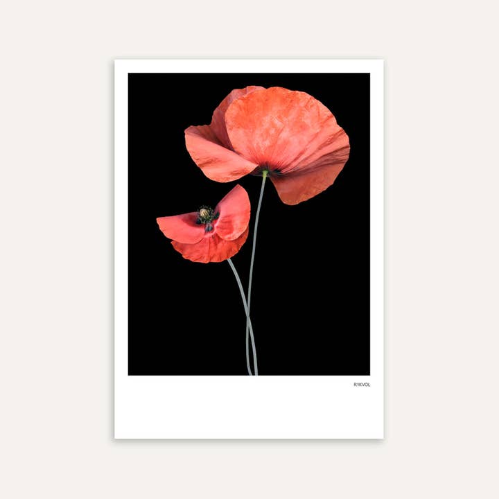 - Black Edition - Poppy 04, Postkarte für den Großhandel von Rijkvol