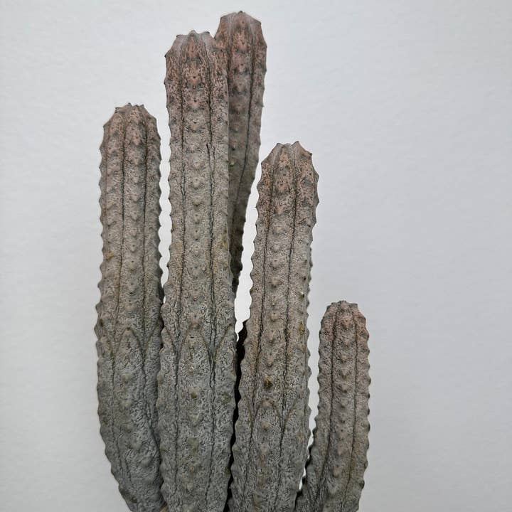 Grow Margo - Vente Succulentes - Cluster gris Euphorbia Abdelkuri - Cactus vivant unique - Cand3