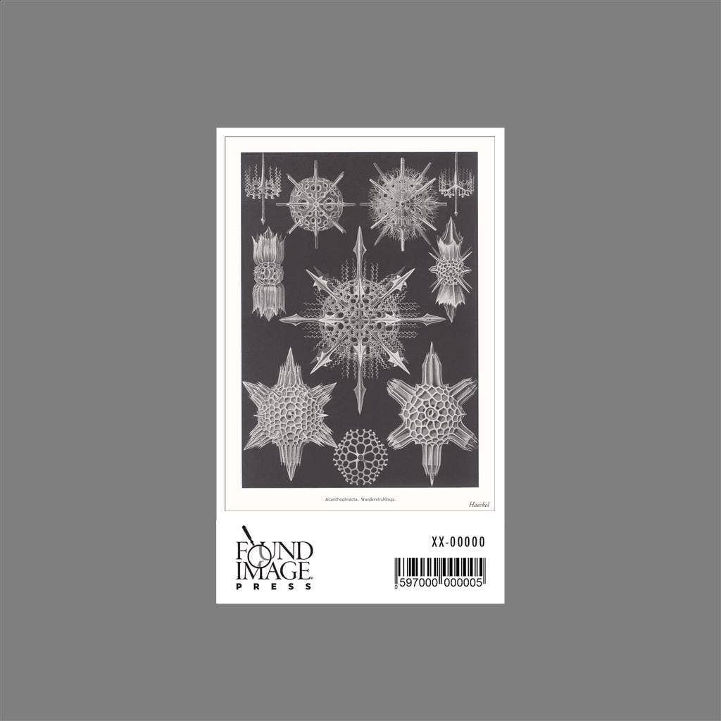 Found Image Press - Vendita all'ingrosso Adesivo - Adesivo SE-143 Acanthophracta. Wunderstrahlige1