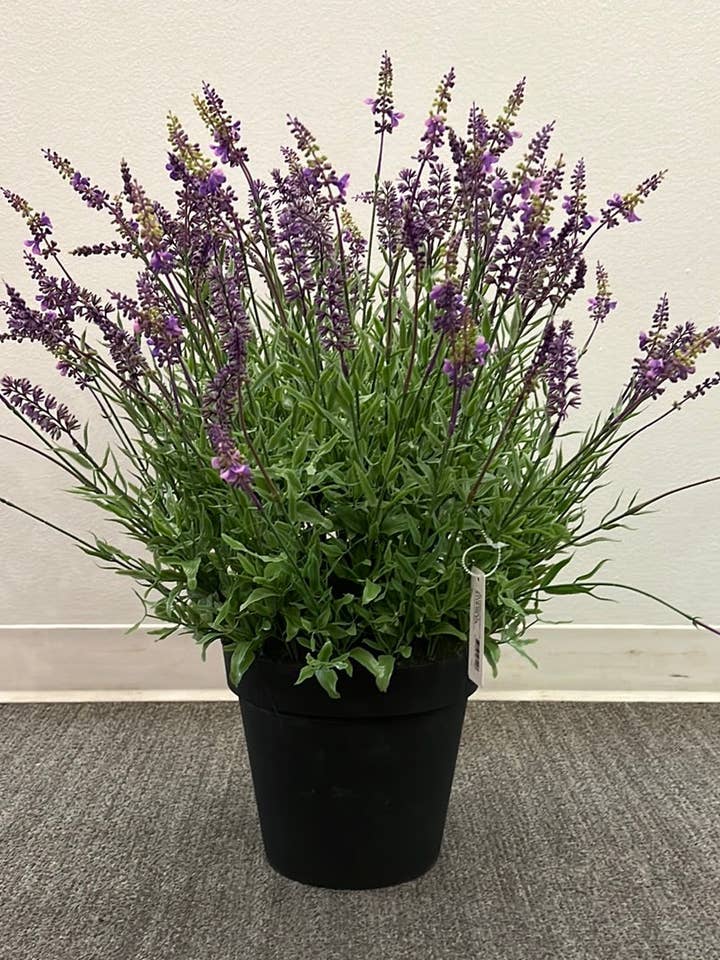PA10353 Potted Lavender,27" for wholesale by Green Import Enterprises
