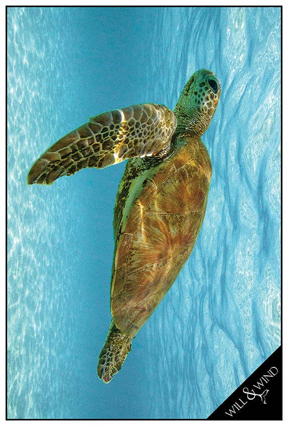 Will and Wind - Beach Towels & Accessories - Wholesale Tea towel - Green Sea Turtle Multi-Towel / Tea Towel - Lux Microfibre