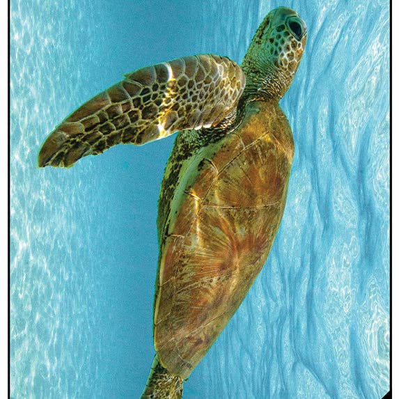 Will and Wind - Beach Towels & Accessories - Wholesale Tea towel - Green Sea Turtle Multi-Towel / Tea Towel - Lux Microfibre0