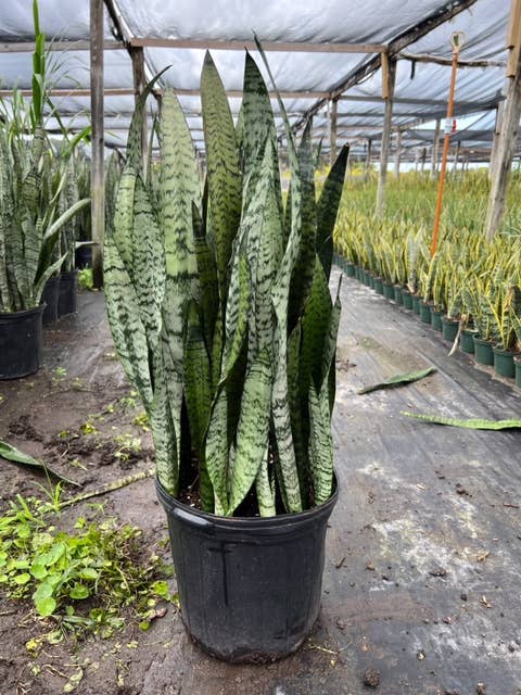 Triad Plants - Wholesale Live Plant - 12" Sansevieria Zeylanica