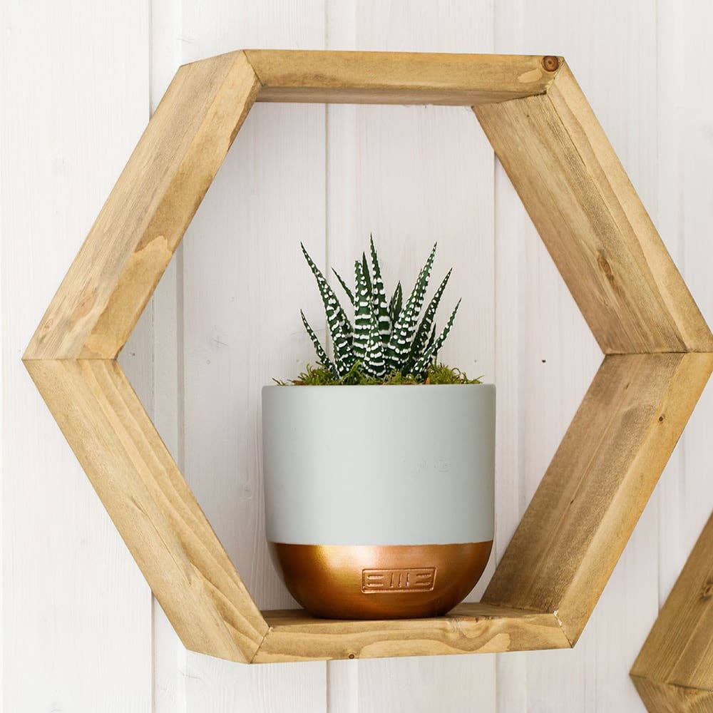 The Little Botanical - Wholesale Live Plant - Haworthia in Ceramic Pot for Indoor Décor21