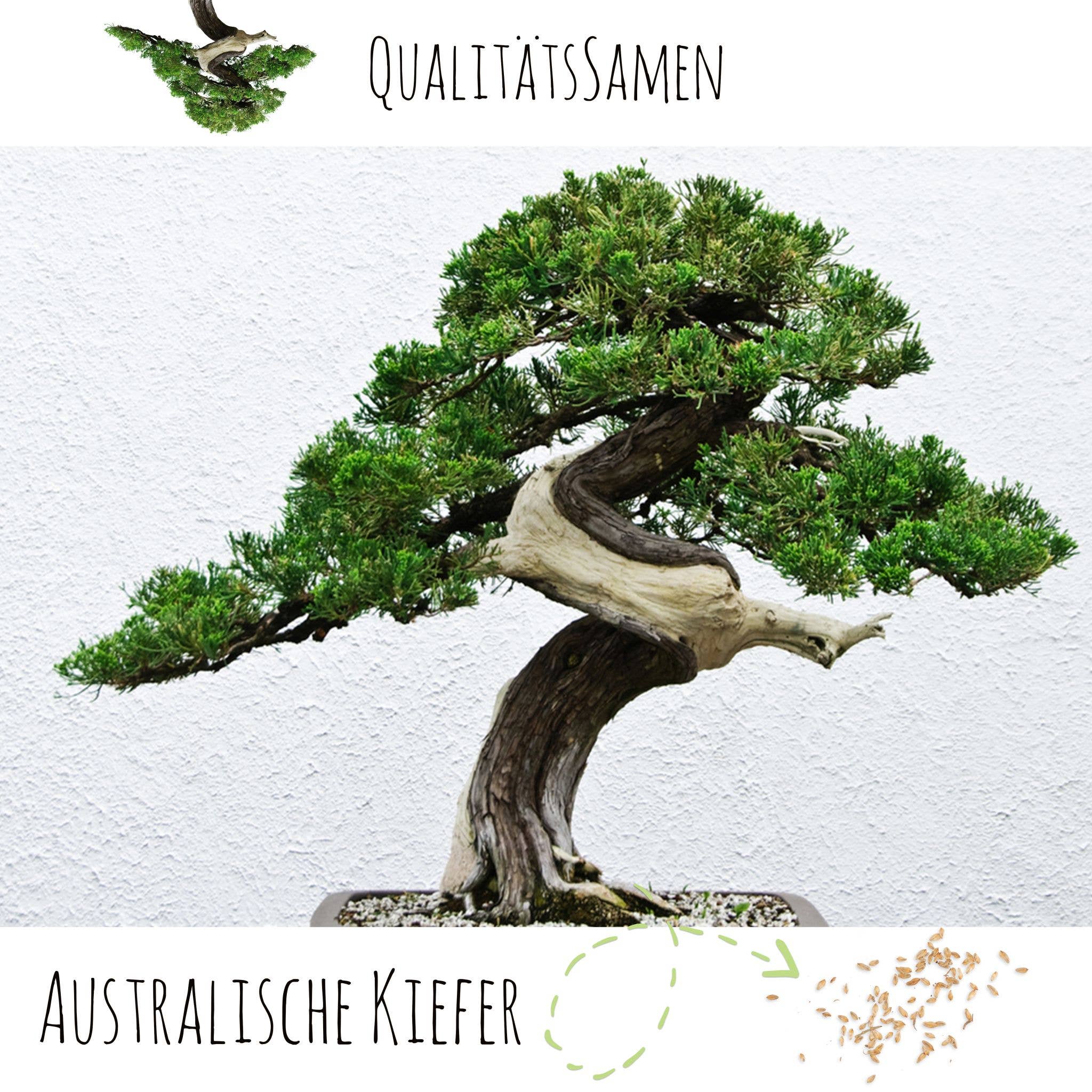 Vendix GmbH – Engroshandel Plantefrø – Eksotiske bonsai-frø med høj spireevne2