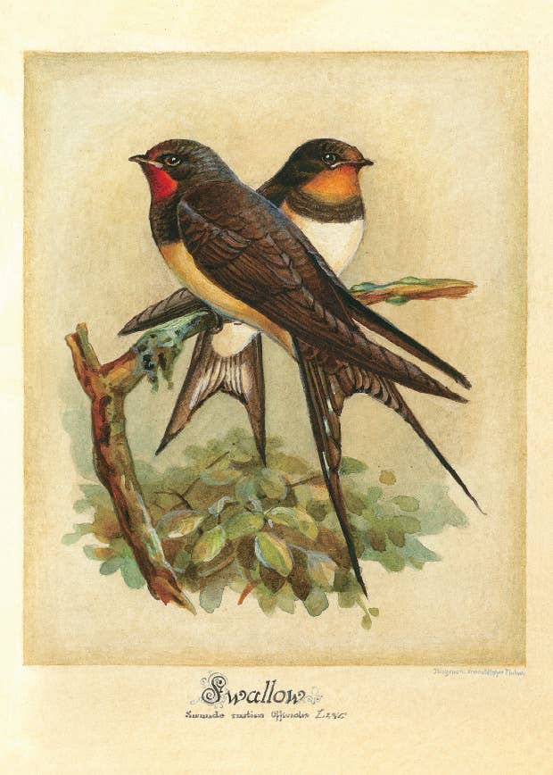 Bomo Art Budapest - Wholesale Everyday Greeting Card - Greeting Card + Envelope58