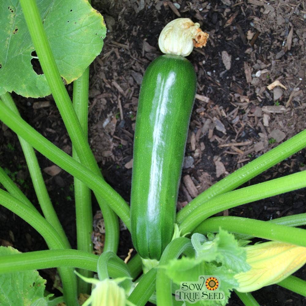 Sow True Seed - Wholesale Plant Seeds - Summer Squash Seeds - Black Beauty Zucchini3
