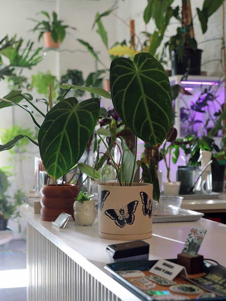 Pot à papillons 🦋 pour la vente par Soul of the Party