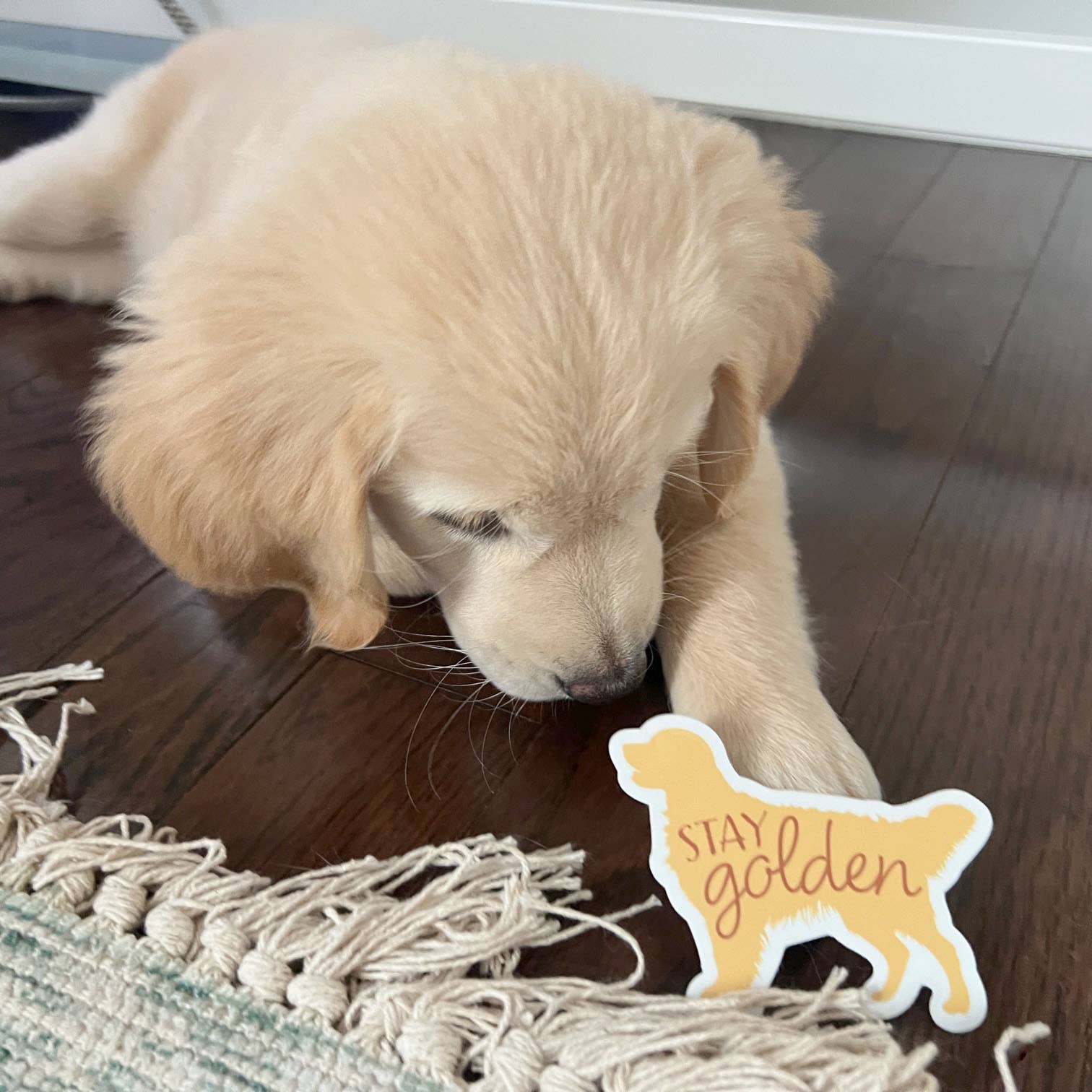 Sentinel Supply - Wholesale Sticker - Stay Golden - Cute Golden Retriever Dog Sticker4