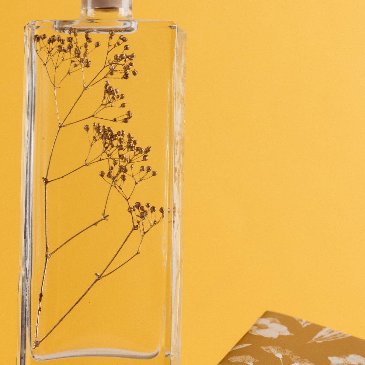 Theophile Berthon - Vente Plante - L'Herbarium Gypsophile Or - plante immergée15