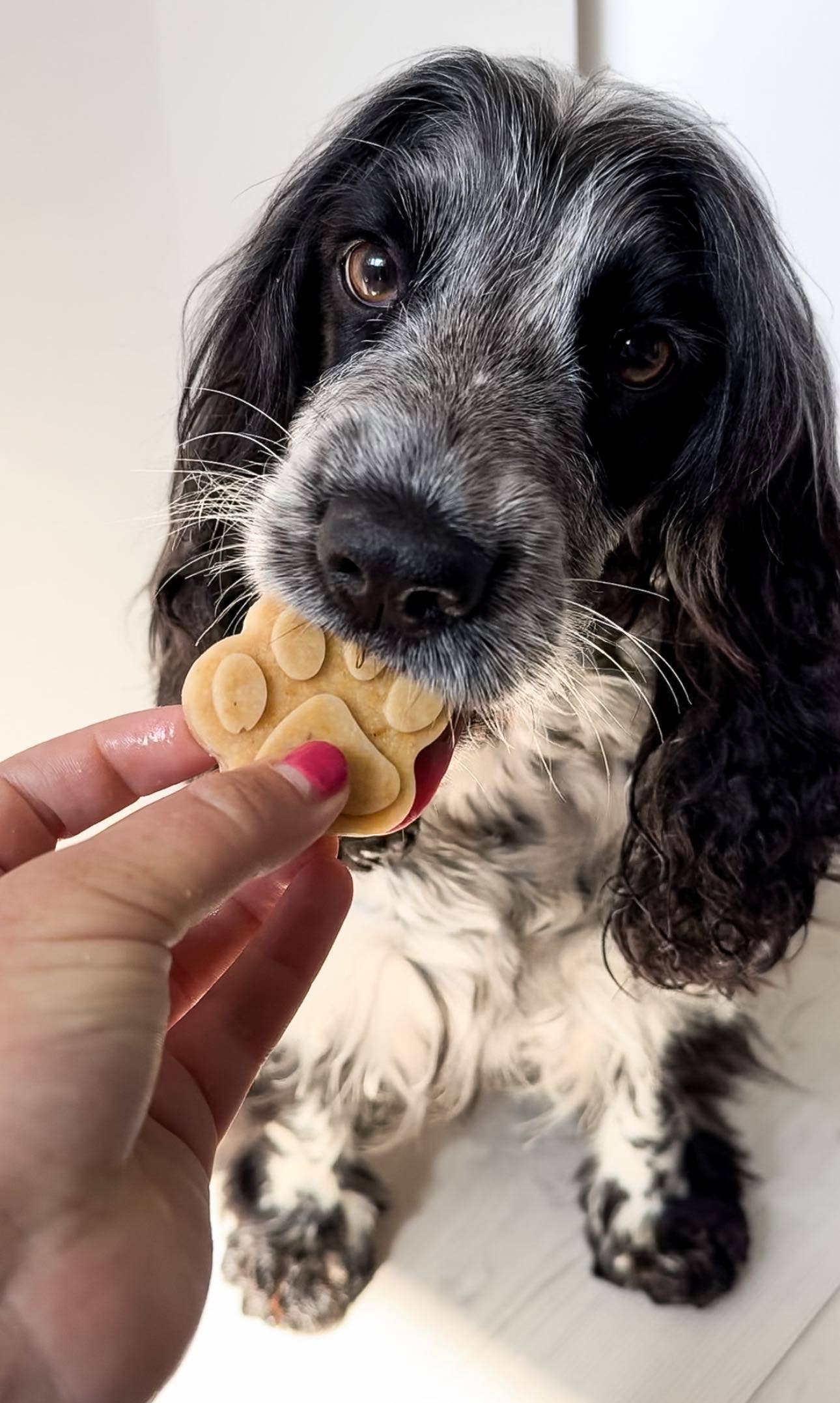 Dog & Bond – Award-Winning Pet Gifts & Dog Treat Kits – wholesale Chocolate/candy mould – 6-Paw Silicone Mould for Baking and Freezing 2-Pack, Yellow4