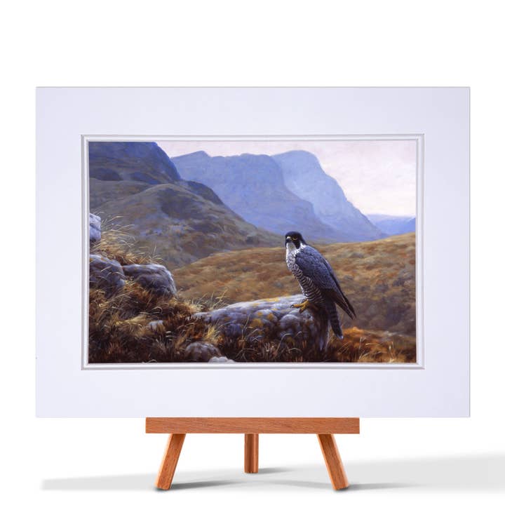Reproduction artistique Peregrine Glencoe pour la vente par Julian Friers Wildlife Art & Gifts