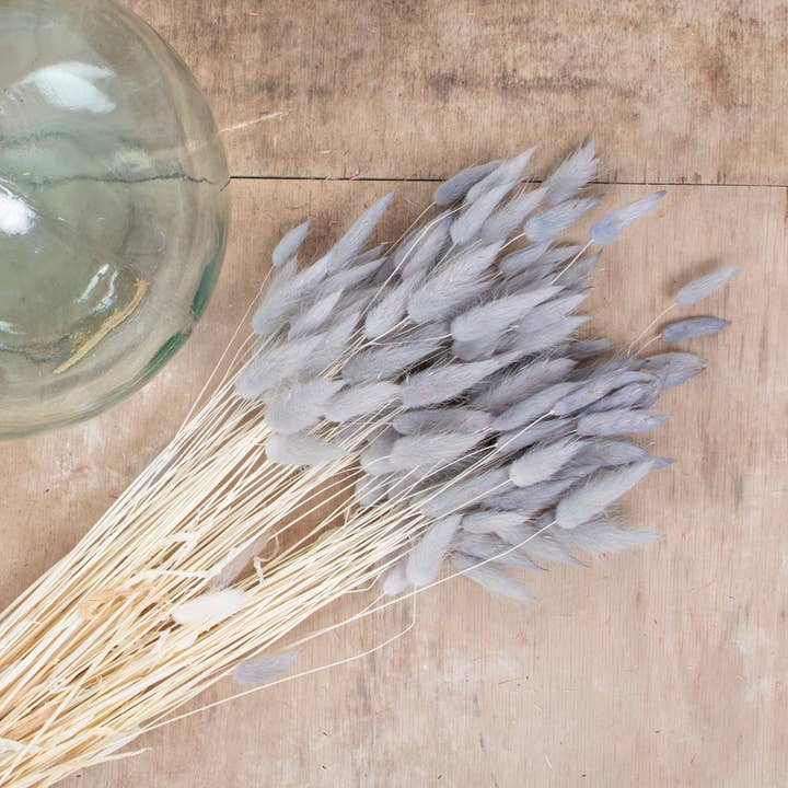 Bunny Tails French Grey voor wholesale door pampas studio uk