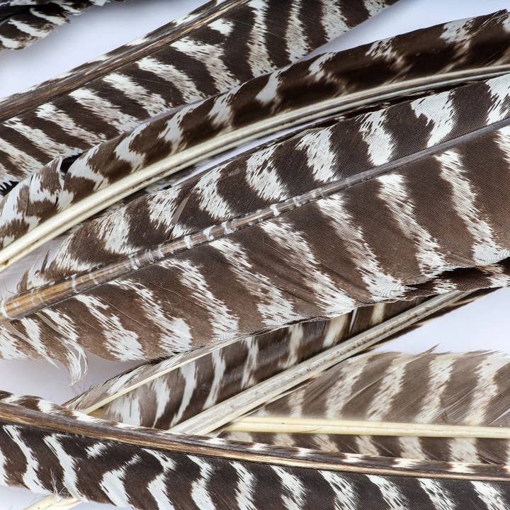 Zucker Feather Products - Wholesale Feathers - Barred Turkey Pointer Feathers - Left Wing - 12 pc - Natural