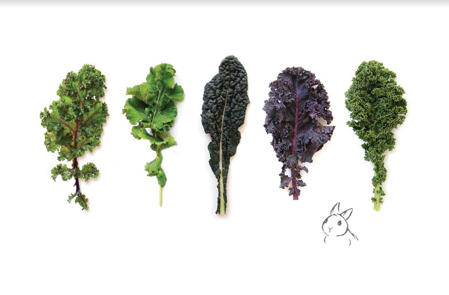 SOOLIP - Wholesale Disposable Placemat - Paper Placemats - Kale