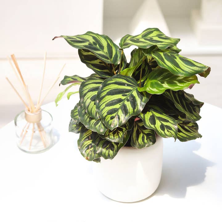 Calathea Makoyana Peacock 4 pouces/6 pouces - Plante d'intérieur vivante pour la vente par Best Plant Friend