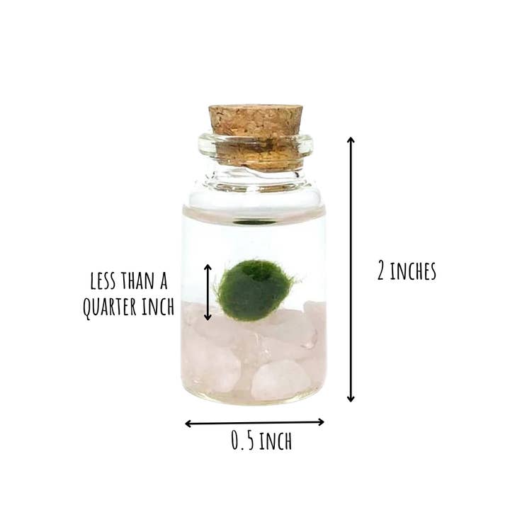 Moss Amigos | Moss Ball Terrariums - Wholesale Live Plant - Tiny Marimo Moss Ball Terrarium with Rose Quartz Gemstones4