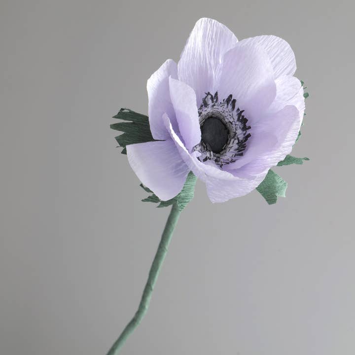 Anemone Single Stem Wholesale for wholesale by Unwilted