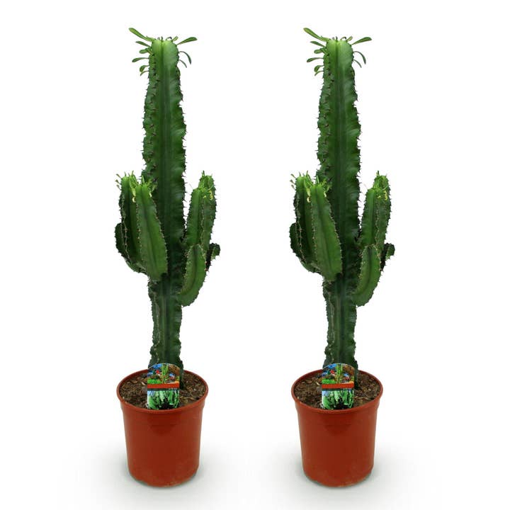 Cacto-leiteiro Euphorbia eritrea – Árvore-do-leite africana – 2 plantas – 70cm – 19cm – Cacto-leiteiro de fácil manutenção para espaços habitacionais modernos e minimalistas – Suculenta marcante em aparência verde-escura azulada por atacado de Oasis of Life