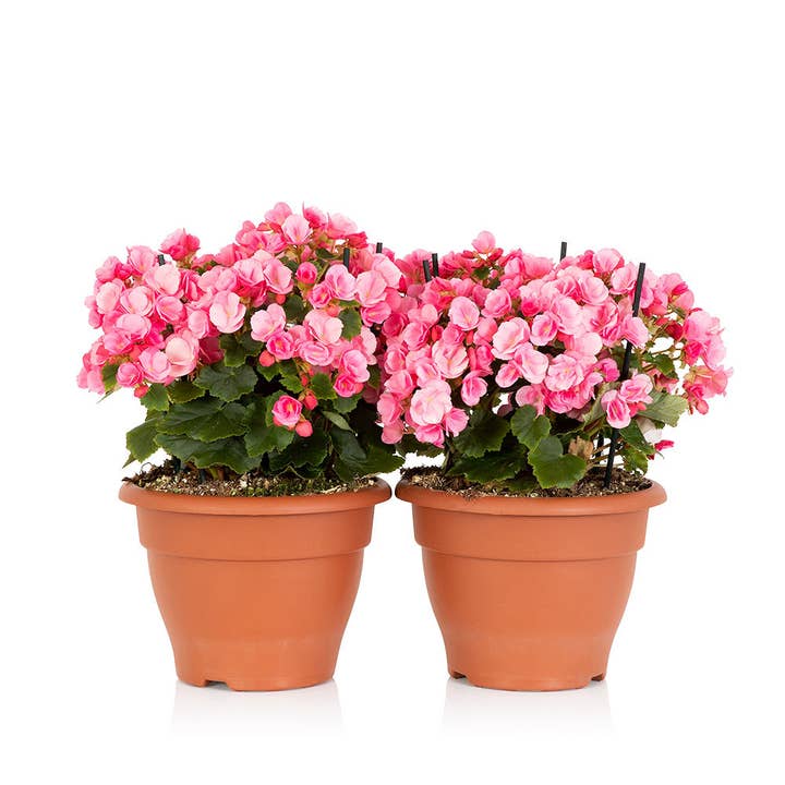 The Little Botanical – wholesale Live plant – British Grown Betulia - Light (Candy) Pink