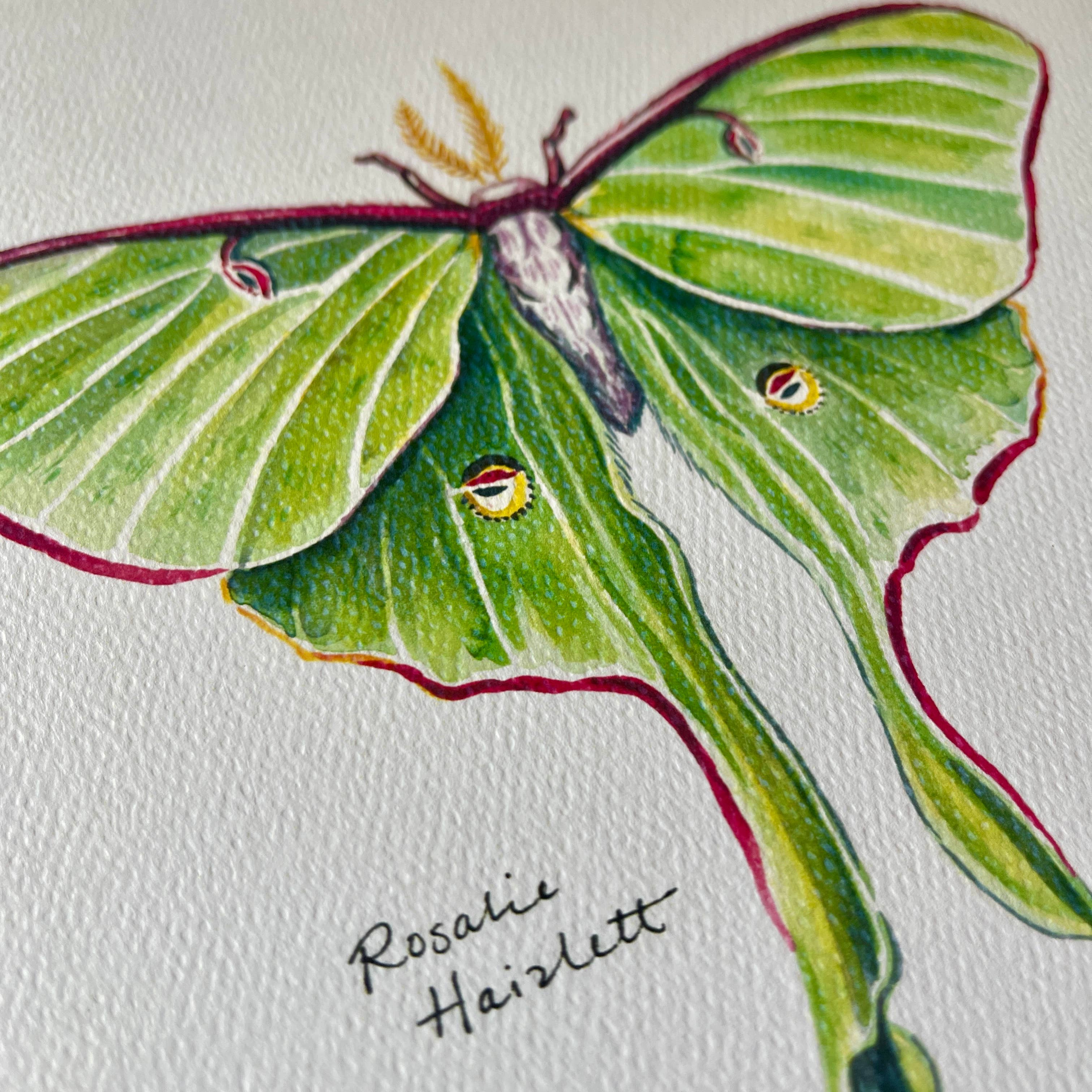 Rosalie Haizlett Illustration - Wholesale Art Print - Luna Moth Watercolor Art Print2