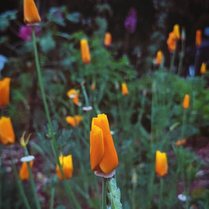 Rowan + Sage - Wholesale Tincture - Moon Cycle Tincture Formula – Menstrual Cycle Support1