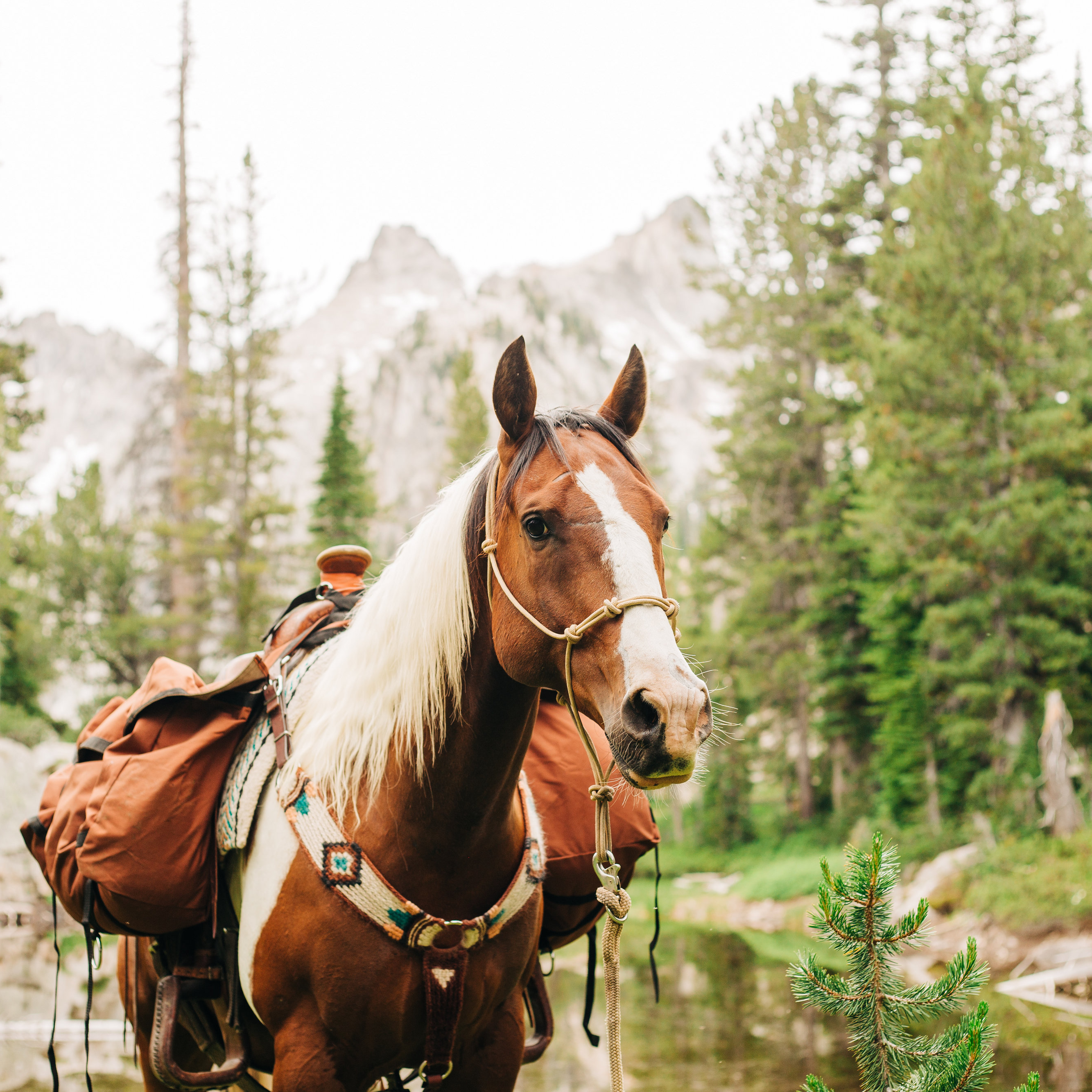 Andrea Equine - Wholesale Paardrijuitrusting - Stijf trainingshalster voor clinici met 4 knopen14