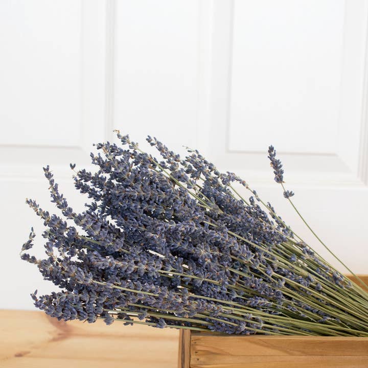 Andaluca - Wholesale Dried/Pressed Flowers - French Lavender Bundle