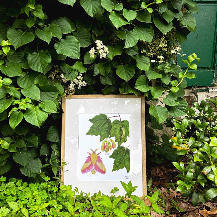 Moss and Mineral - Wholesale Art Print - Rosy Maple Moth and Red Maple, Botanical Illustration6