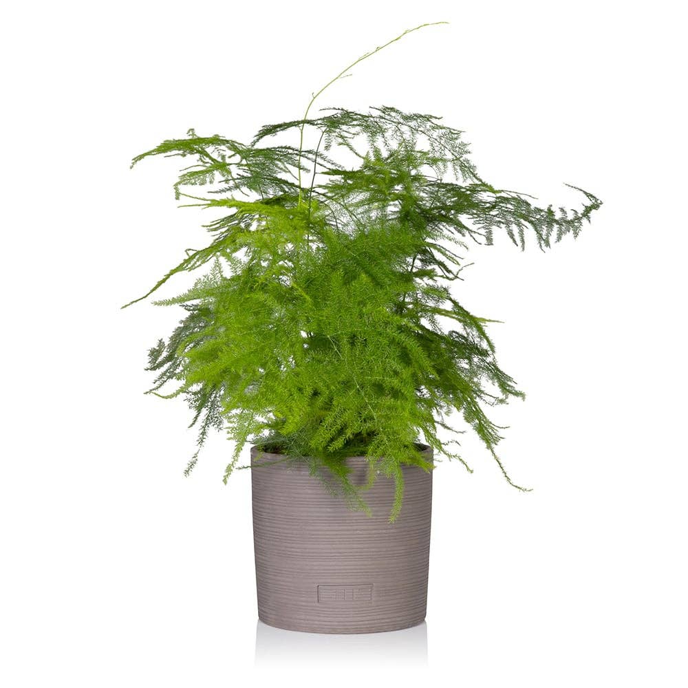 The Little Botanical – wholesale Live plant – British Grown Asparagus Fern5