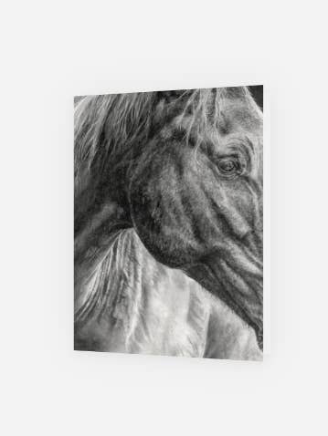 Horse Premium Art Greeting Card - Blank Inside for wholesale by Crystal Clarke Animal Art
