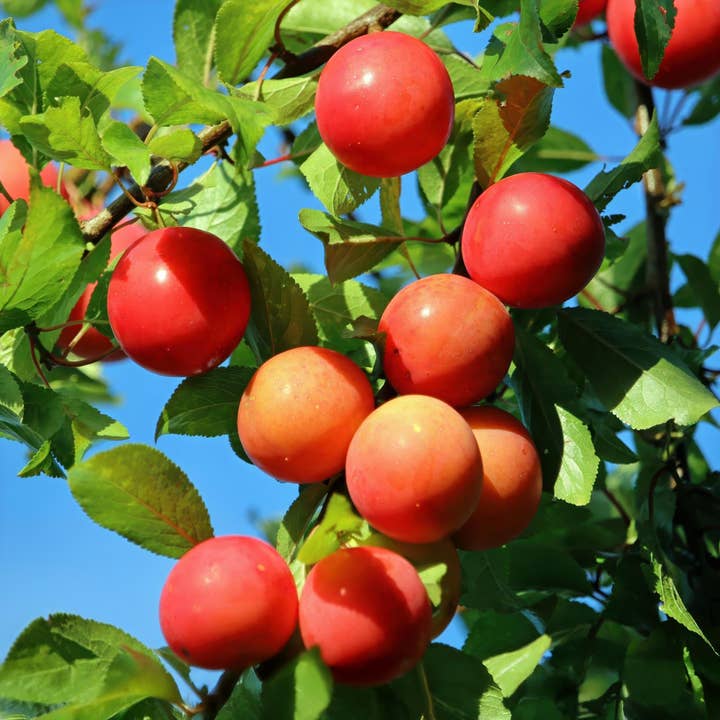 Oasis of Life - Wholesale Live Plant - Plum Tree Prunus domestica Victoria – Fruit Plant – Red Plums – 21 cm – Height 90 cm – Easy Care – Summer Harvest