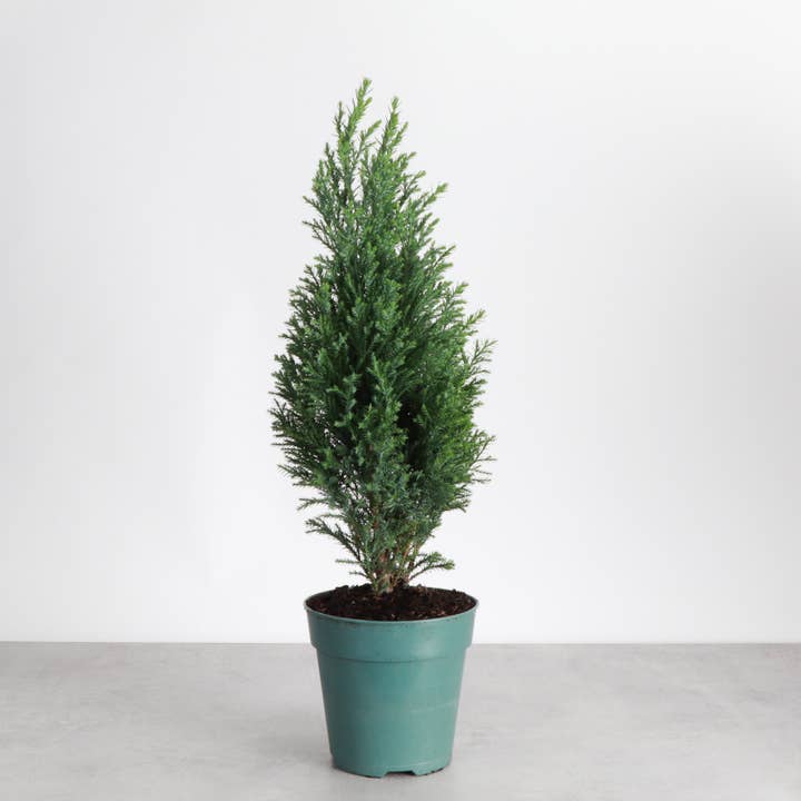 Thorsen's Greenhouse - Wholesale Live Plant - Cypress Tree - 4" Live Plant