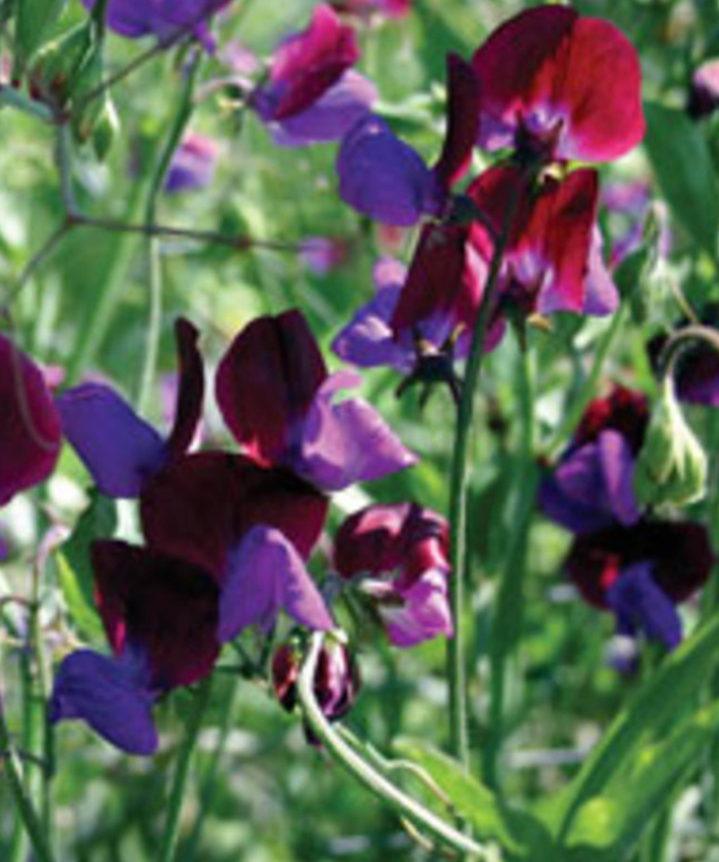 Herboo – wholesale Plant seeds – Sweet Pea 'Matucana' Seeds1