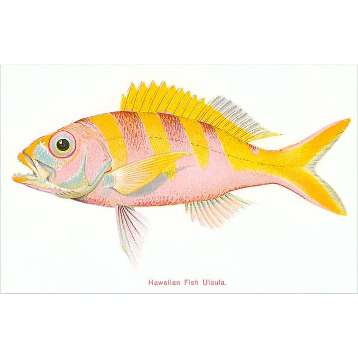 Biglietto di auguri HI-143 Pesce hawaiano, Ulaula per la vendita all'ingrosso da parte di Found Image Press