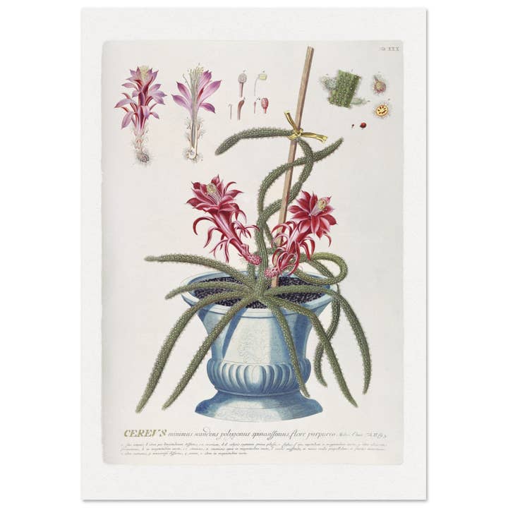 Cereus for wholesale by Maison de Paloma