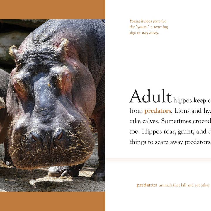 The Creative Company – wholesale Bok för unga läsare (6–8) – Flodhästar2