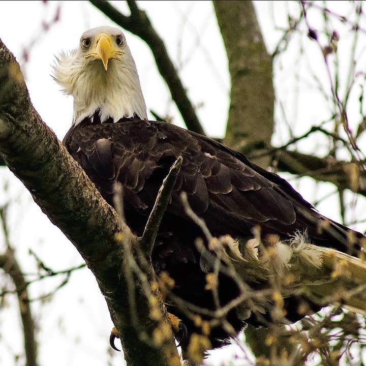 Eagle Eyes voor wholesale door WildArt Photography Greeting Cards