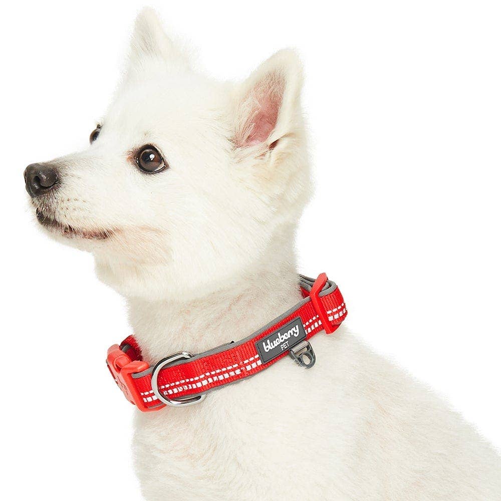 Blueberry Pet - Vente Collier – chien - Collier de sécurité rembourré en néoprène souple réfléchissant 3M13