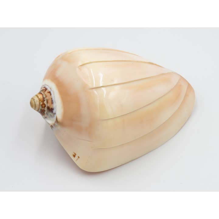 Nature shell Pinang Ukir – unik dekorationsgenstand fra Ibiza-kysten for engroshandel hos Product Import Holland