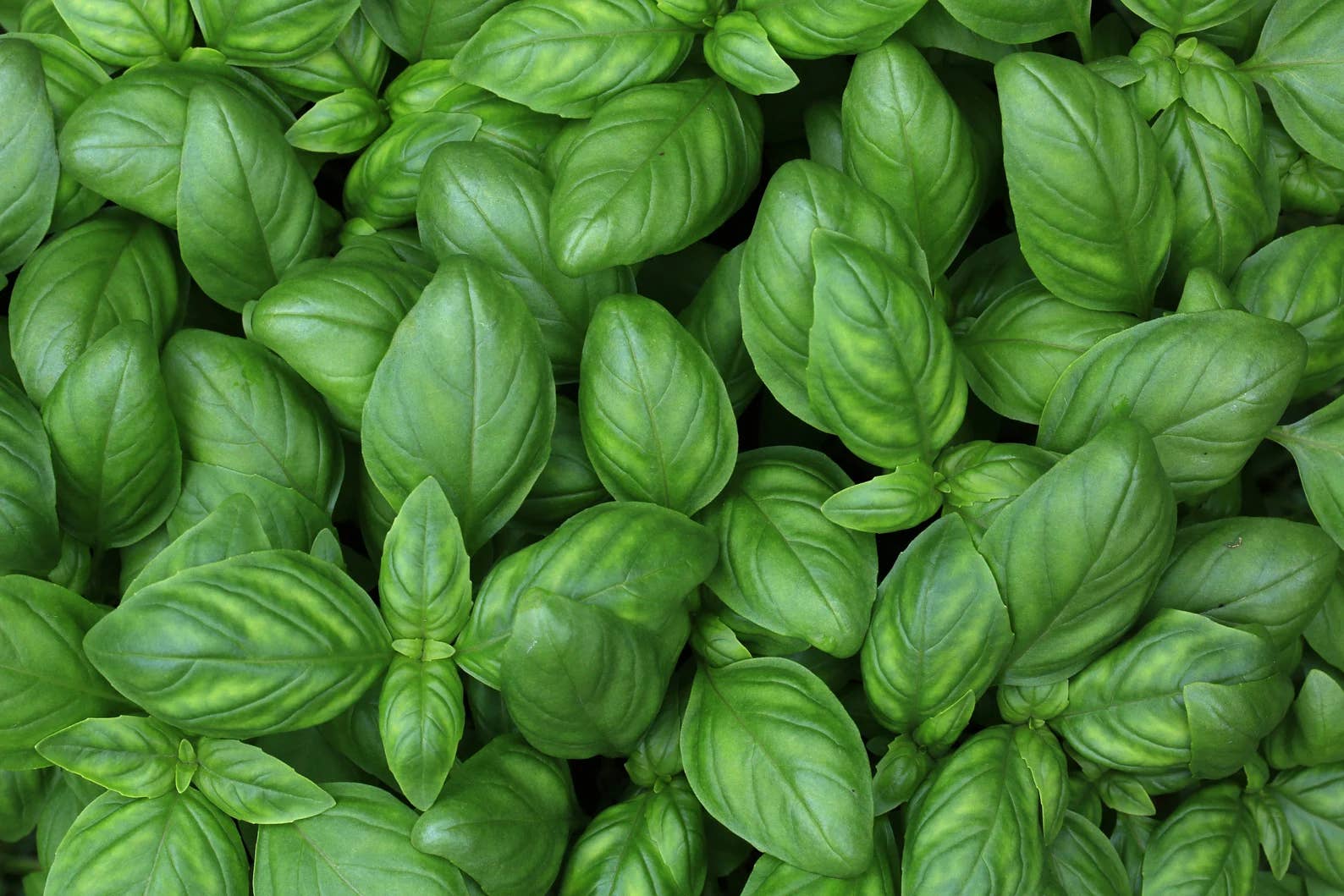 BellaTerra – wholesale Olive oil – Sicilian Basil - Volcanic Grown Extra Virgin Olive Oil2