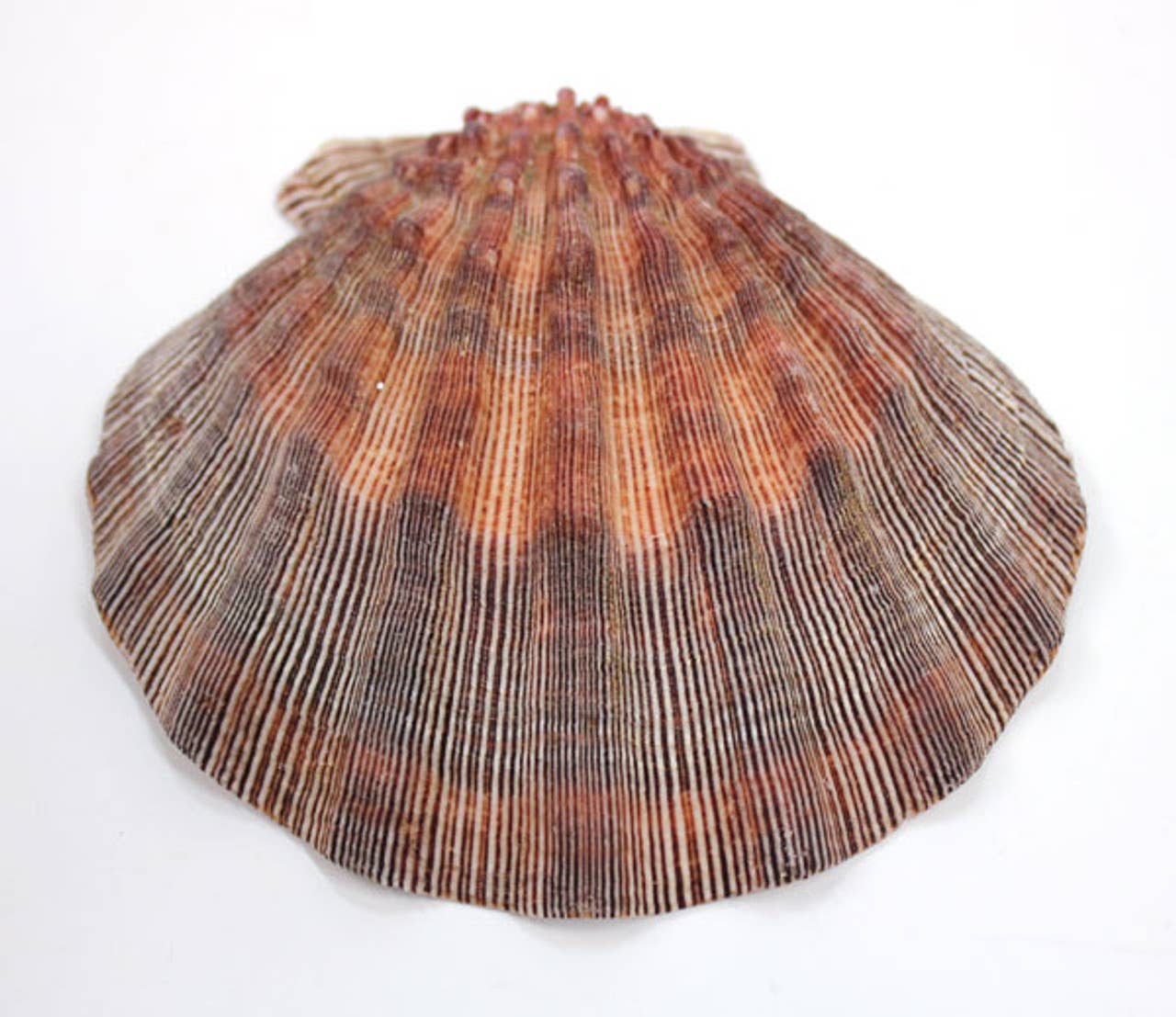 California Seashell Company - Wholesale Decorative Tabletop Object - Lion's Paw Scallop Shells - Décor - Smudging - Baking1