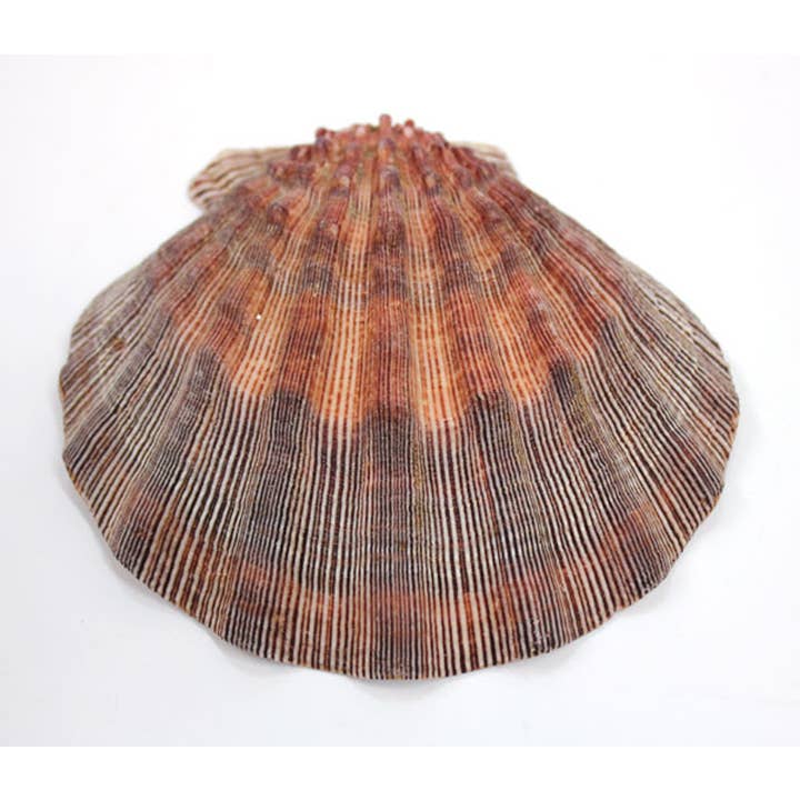 California Seashell Company - Wholesale Decorative Tabletop Object - Lion's Paw Scallop Shells - Décor - Smudging - Baking1
