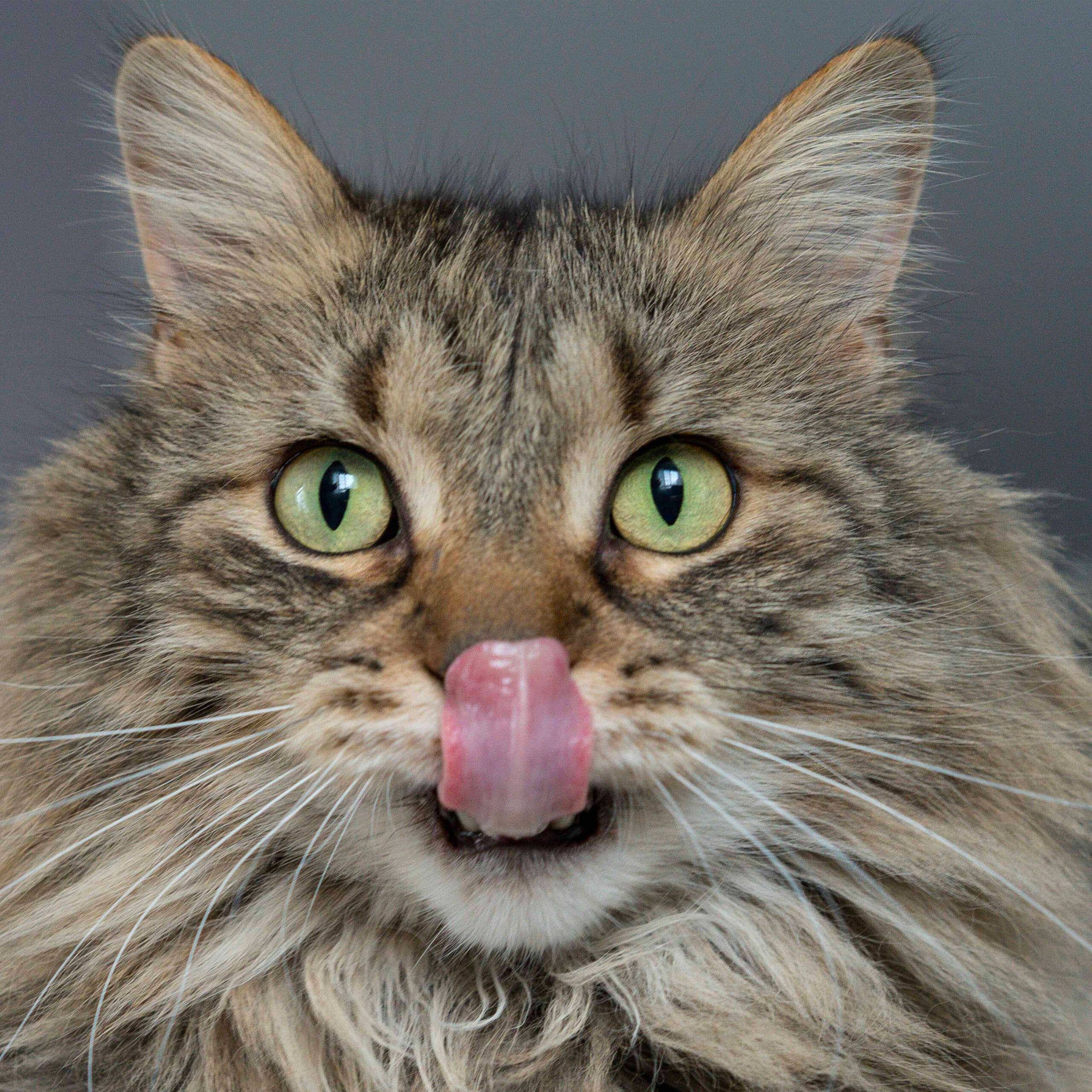 Croci - Wholesale Voer - Kat - Natvoer voor katten — Vibrisse Jelly Can 70g - Crosses1